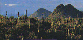 Saguaro National park sights.